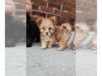 Biewer Terrier PUPPY FOR SALE ADN-414549 - Yorkie Yorkshire Terriers