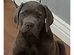 Cane Corso PUPPY FOR SALE ADN-414529 - Beautiful Blue Greys