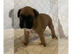 Boxer PUPPY FOR SALE ADN-414619 - Simon and Libbys Litter