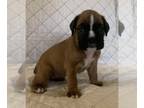Boxer PUPPY FOR SALE ADN-414620 - Simon and Libbys Litter