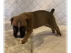 Boxer PUPPY FOR SALE ADN-414621 - Simon and Libbys Litter