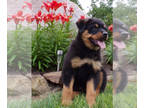 Rottweiler PUPPY FOR SALE ADN-414330 - Lily