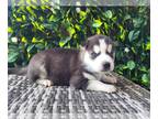 Siberian Husky PUPPY FOR SALE ADN-414672 - Siberian Husky Puppy Litter of 5