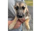Adopt 50497465 a German Shepherd Dog, Mixed Breed