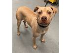 Adopt Ragtime Gal a Pit Bull Terrier