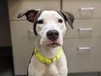Adopt Bluto a American Staffordshire Terrier, Mixed Breed