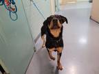 Adopt NELLIE a Rottweiler, Mixed Breed