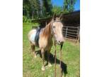 Adopt August - ADOPTABLE IN AUGUST 2022! ATFO a Rocky Mountain Horse