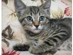 Adopt CAPTAIN PIKE - Handsome, Sweet, Gentle, Playful, Snuggly, 13-Week-Old