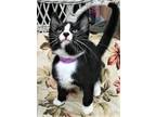 Adopt MR. COW - Striking, Playful, Curious, Affectionate, "Dog in a Cat Suit"