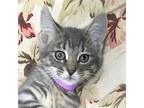 Adopt JEAN-LUC - Stunning, Loving, Soft, Silky, Playful, Curious, 13-Week-Old