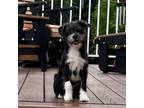 Adopt Lucky a Shih Tzu, Yorkshire Terrier