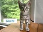 Adopt Quiche a Tabby