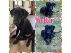 Adopt Bella a Mixed Breed