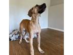 Adopt Scooby a Great Dane