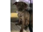 Adopt 50510829 a Terrier, Mixed Breed
