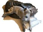 Adopt Koda a Staffordshire Bull Terrier, Great Dane