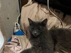Adopt Racey A Chartreux