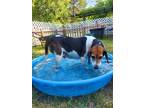 Adopt Azalea a Beagle