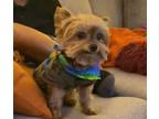 Adopt Whisky a Yorkshire Terrier, Mixed Breed