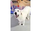 Adopt Bear a White - with Tan, Yellow or Fawn Great Pyrenees / Labrador