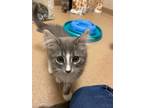 Adopt Tye a Domestic Mediumhair / Mixed cat in Lincoln, NE (35090194)