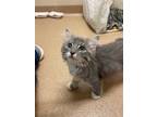 Adopt Thor a Domestic Mediumhair / Mixed cat in Lincoln, NE (35090193)