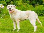 Adopt Anna a White Labrador Retriever / Husky / Mixed dog in Ile-Perrot