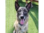 Adopt Troy a Tan/Yellow/Fawn German Shepherd Dog / Mixed Breed (Large) / Mixed