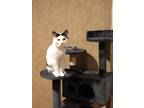 Adopt Christmas a White (Mostly) American Shorthair / Mixed (short coat) cat in