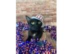 Adopt Bogeys a All Black Domestic Shorthair / Domestic Shorthair / Mixed cat in