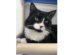 Adopt Meli a All Black Domestic Longhair / Domestic Shorthair / Mixed cat in