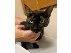 Adopt 50515348 a All Black Domestic Shorthair / Domestic Shorthair / Mixed cat