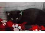 Adopt Glaceon a All Black Domestic Shorthair / Domestic Shorthair / Mixed cat in