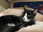 Adopt Dezzy a All Black Domestic Shorthair / Domestic Shorthair / Mixed cat in