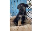 Adopt Chewbacca a German Shepherd Dog / Husky / Mixed dog in Fayetteville