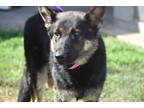 Adopt 50482331 a Black German Shepherd Dog / Mixed dog in Gainesville