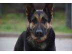 Adopt Nova HW+ a Black German Shepherd Dog / Mixed dog in Gainesville
