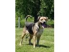 Adopt Cora a Tan/Yellow/Fawn German Shepherd Dog / Mixed dog in Freeport
