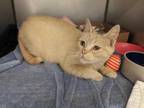 Adopt MARLENE a Cream or Ivory (Mostly) Domestic Shorthair / Mixed (short coat)