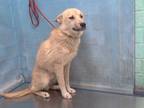 Adopt PORKY a White Canaan Dog / Mixed dog in Gardena, CA (35086135)