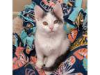 Adopt Spots a White Domestic Shorthair / Domestic Shorthair / Mixed cat in