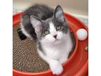 Adopt Bruno (grey nose) a Gray or Blue Domestic Shorthair / Domestic Shorthair /