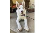 Adopt Cleo a Tricolor (Tan/Brown & Black & White) Husky dog in Pleasant Hill