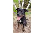 Adopt Emmy a Black Rottweiler / Mixed dog in Moncton, NB (31435806)