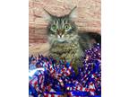 Adopt JC a Brown or Chocolate Domestic Longhair / Domestic Shorthair / Mixed