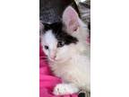 Adopt Spunknality a White Domestic Longhair / Domestic Shorthair / Mixed cat in