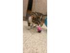 Adopt Olivia a Brown or Chocolate Domestic Shorthair / Domestic Shorthair /