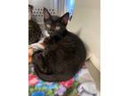 Adopt Sloan a All Black Domestic Shorthair / Domestic Shorthair / Mixed cat in