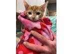 Adopt Isla a Orange or Red Domestic Shorthair / Domestic Shorthair / Mixed cat